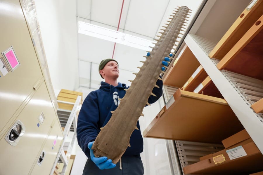 Engelman holding a sawfish rostrum
