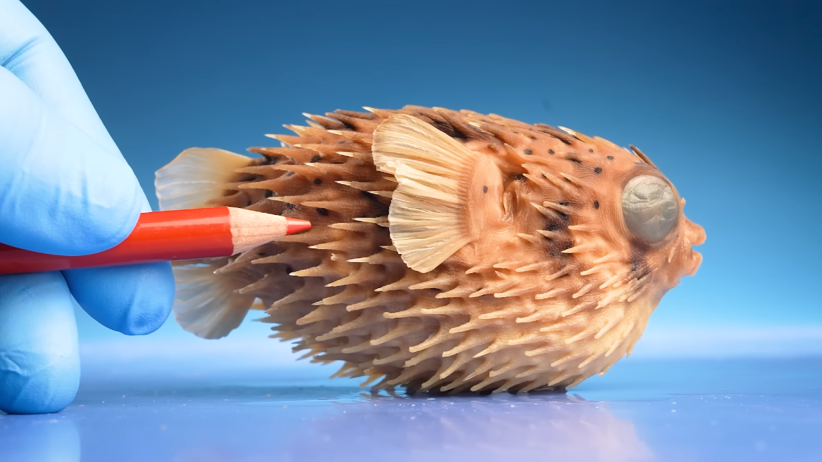 Screengrab showing specimen of pufferfish on blue background with blue-gloved hand pointing with a red colored pencil