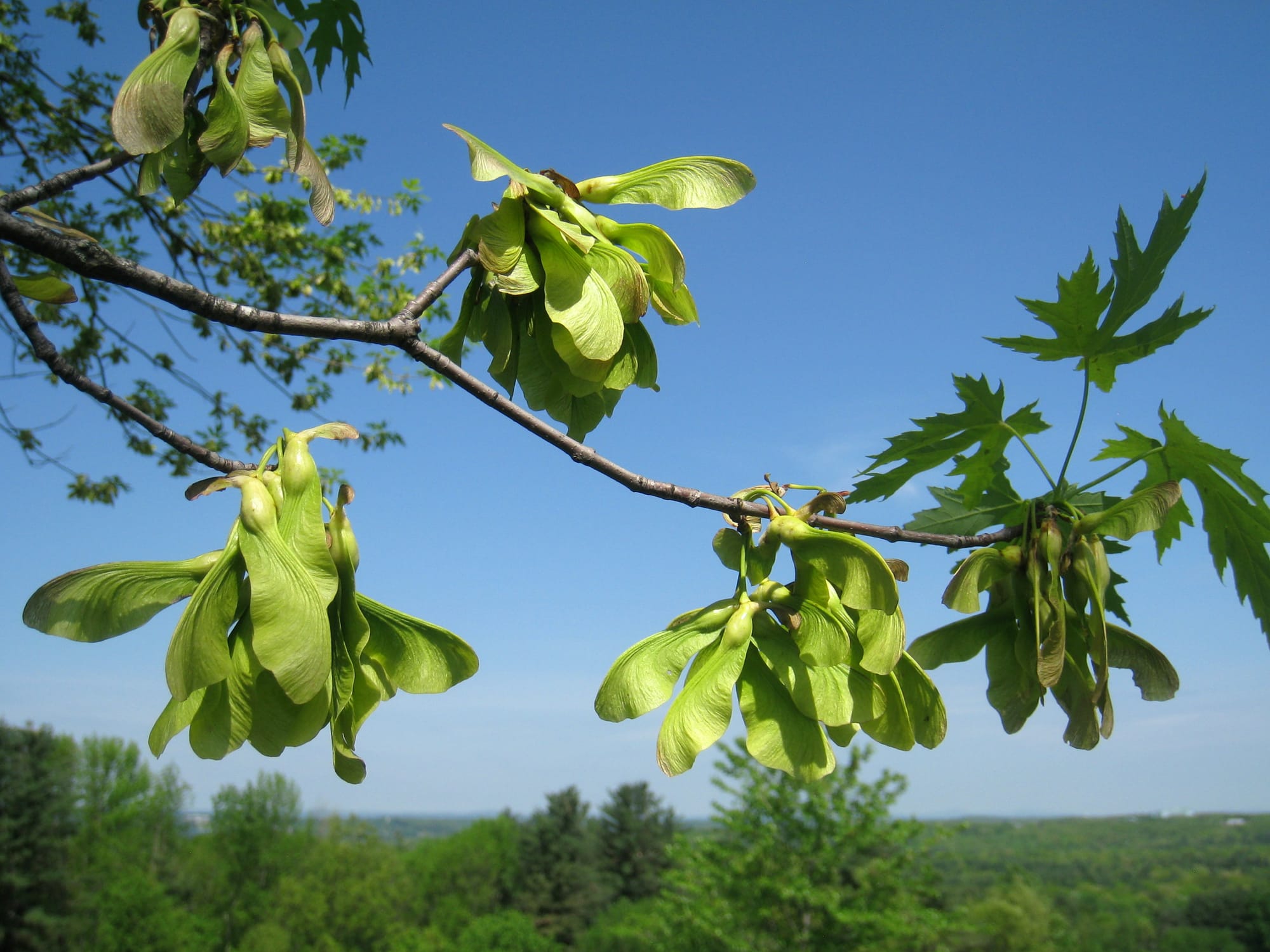 Green samara fruits seen on a branch, which fall to the ground as little "helicopters"