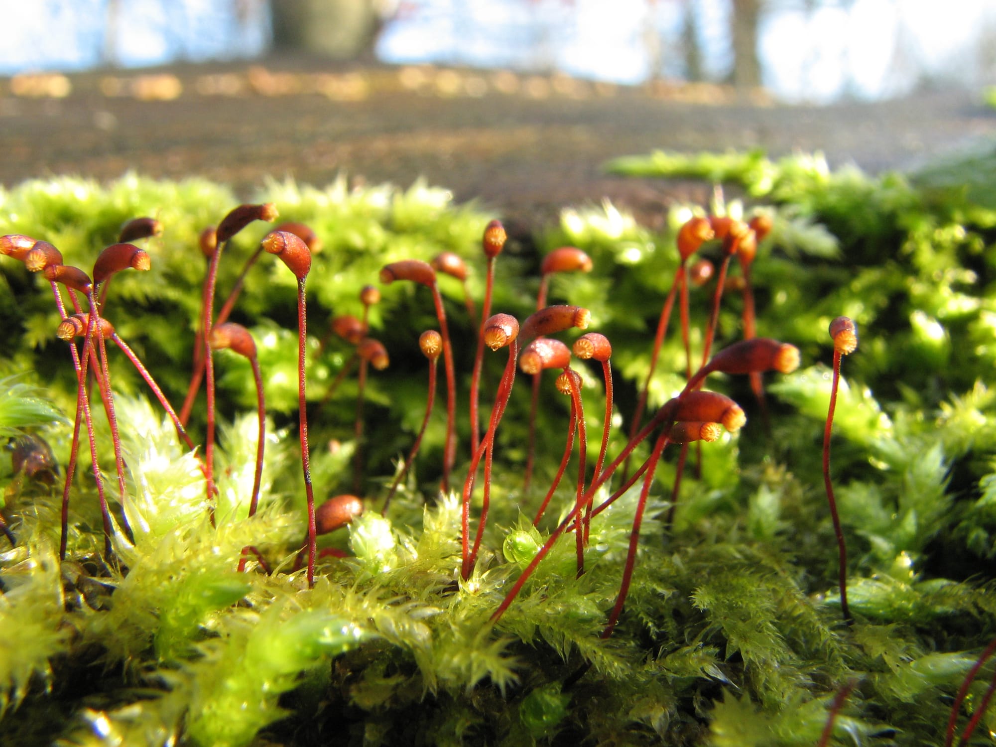 Red stalks that release spores rising out of a green moss