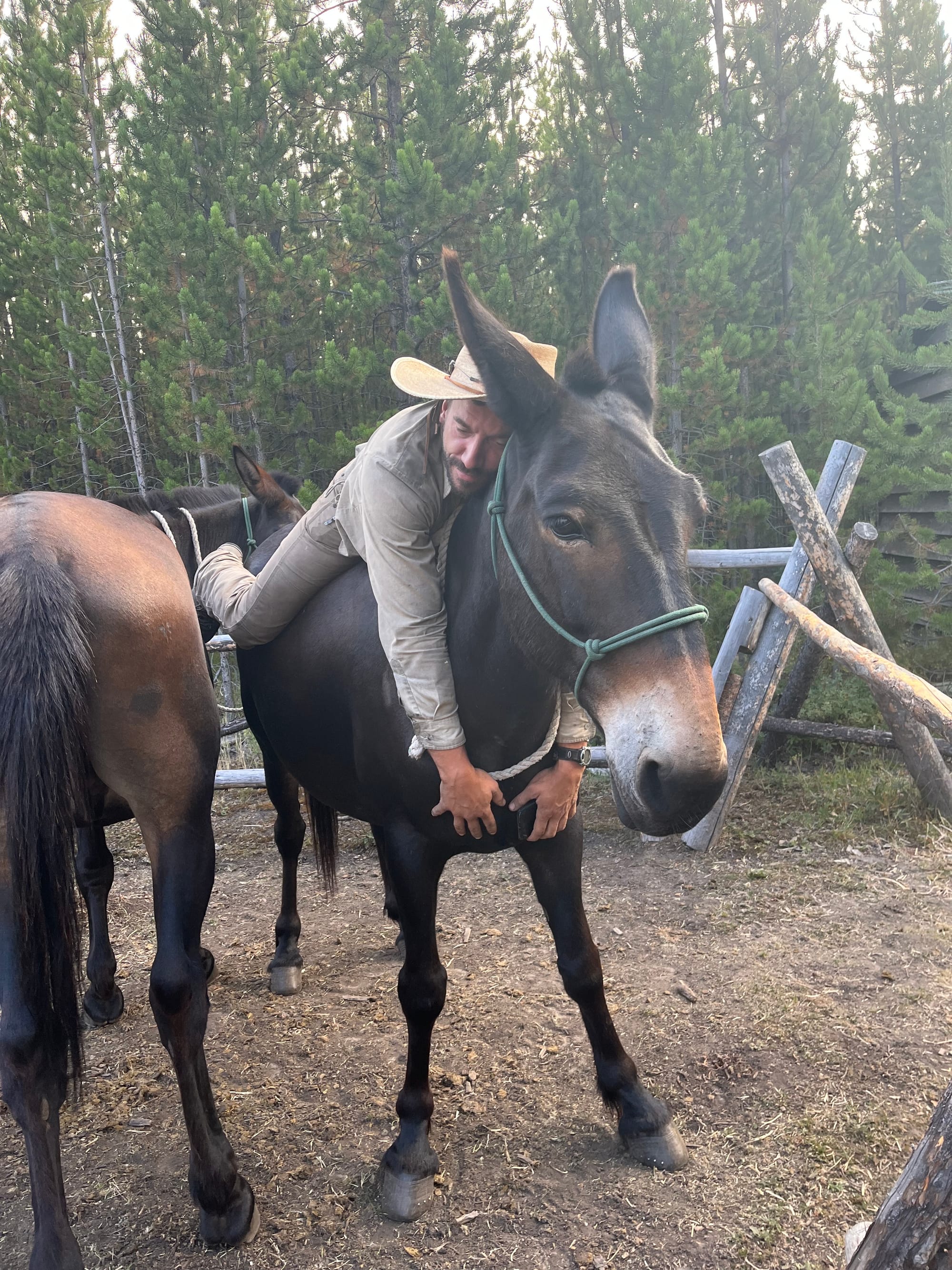 A Forest Service forestry technician wearing a straw hat splays on top of a black mule.