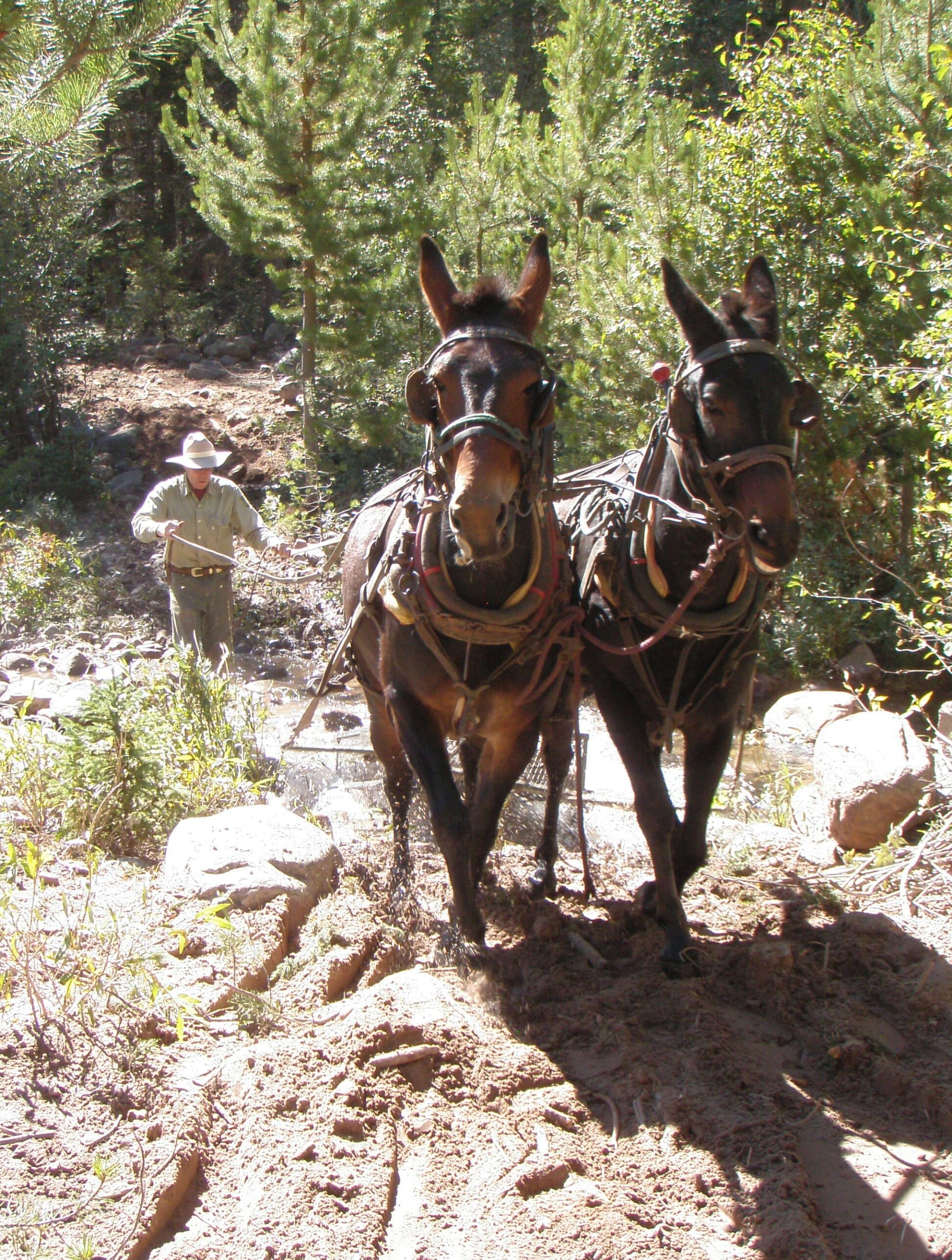 A forest service worker stands behind two mules that are pulling a stoneboat between them.