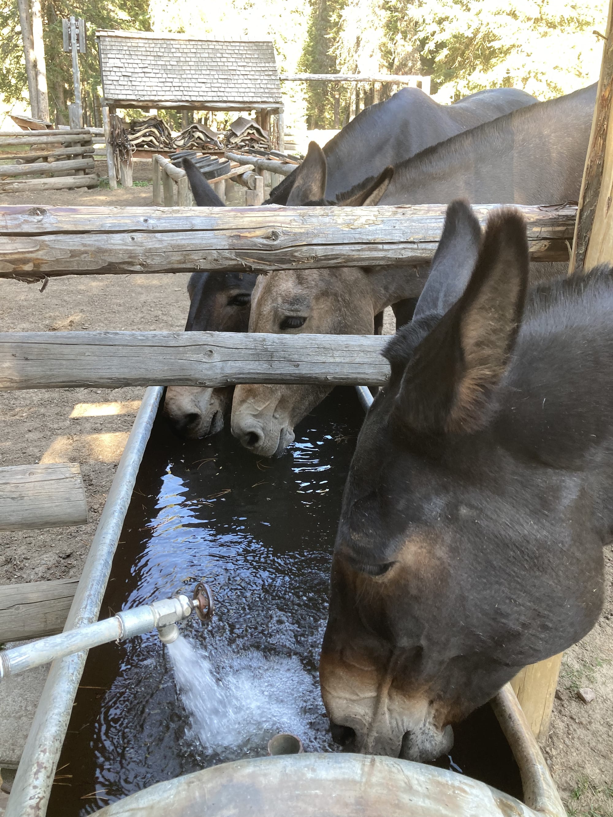 Three mules drinking from a water trough.