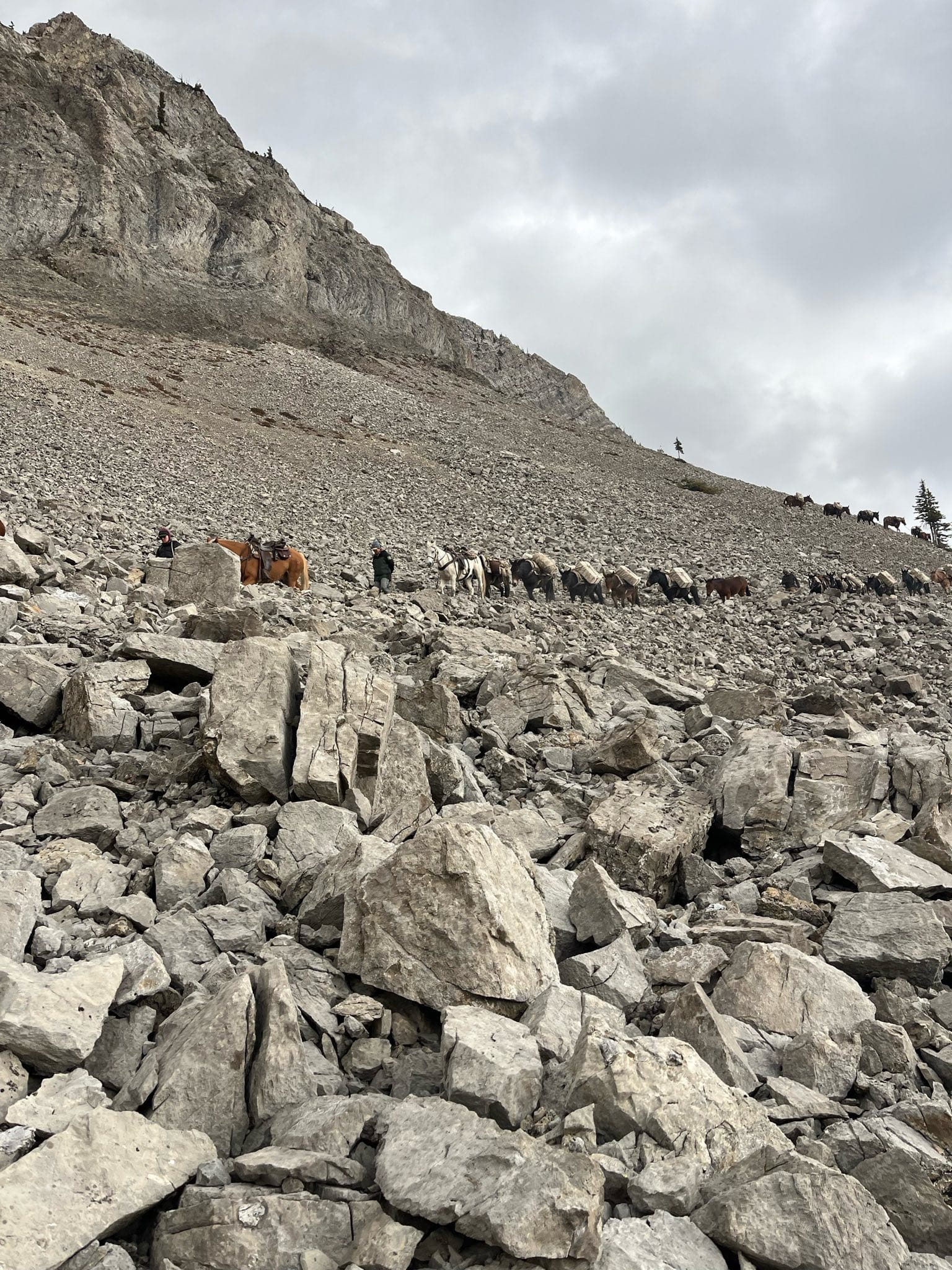 A pack string of two horses and roughly a dozen load carrying mules cross a rugged mountain slope.