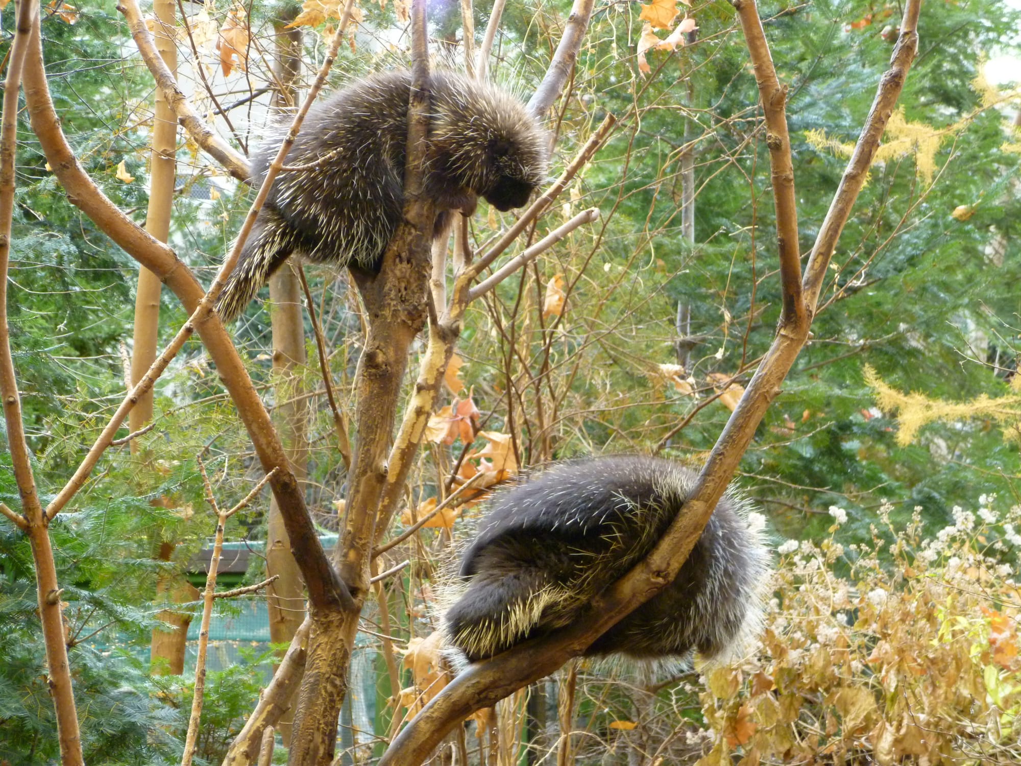 Photograph of two North American porcupines photographed in Quebec, Canada