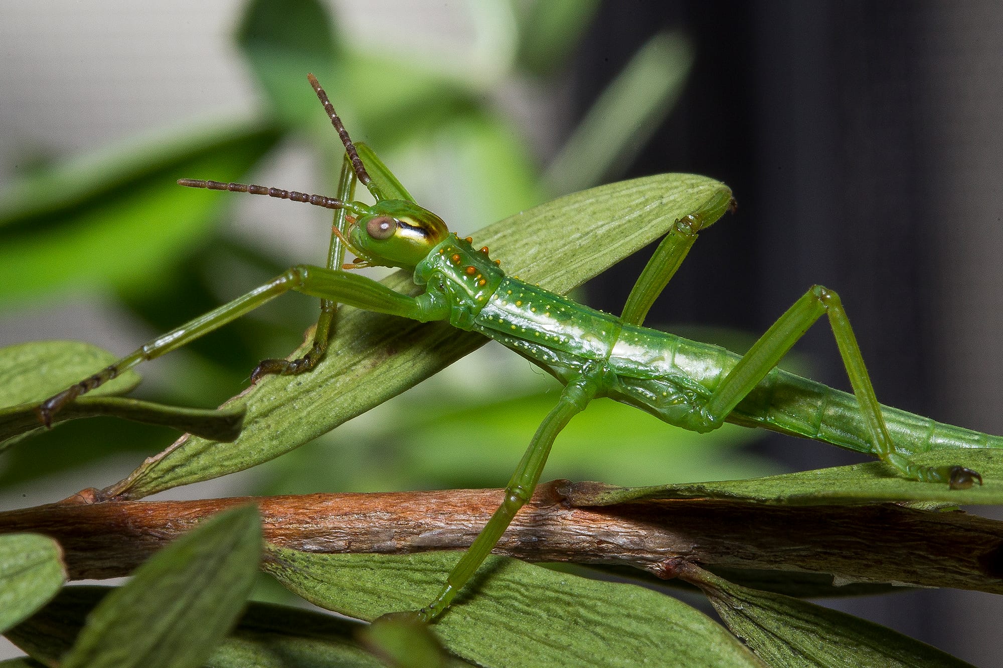Lord Howe stick insect on a piece of vegetation
