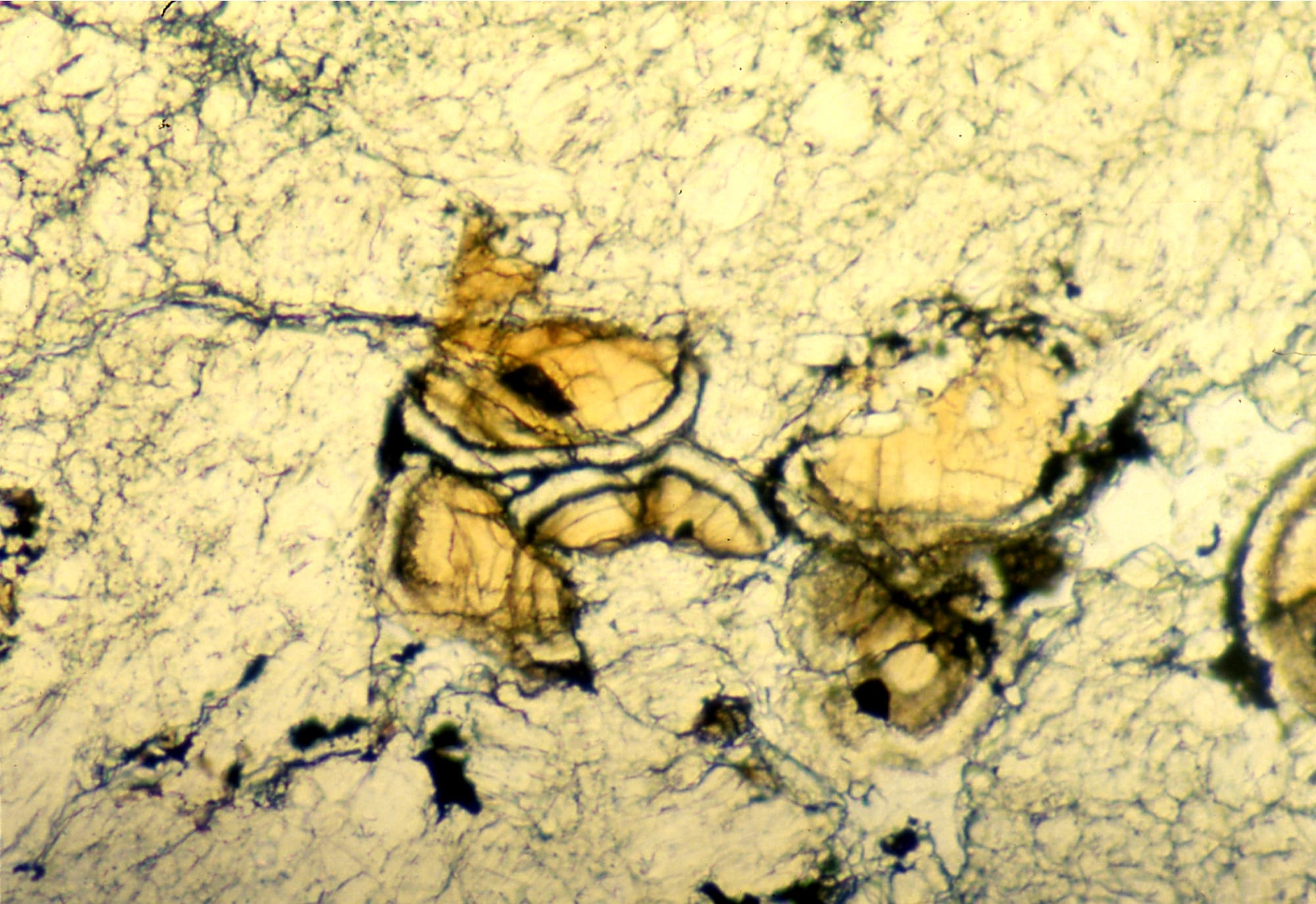 A view of a meteorite under the microscope, of yellow blobs with a dark rind and pits embedded in a matrix of rock. 