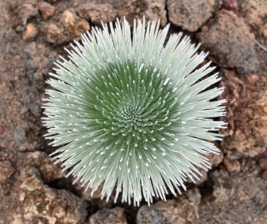 Newsletter May 20, 2024: Blink and you’ll miss these rare plants! Also ... antidepressant saunas?