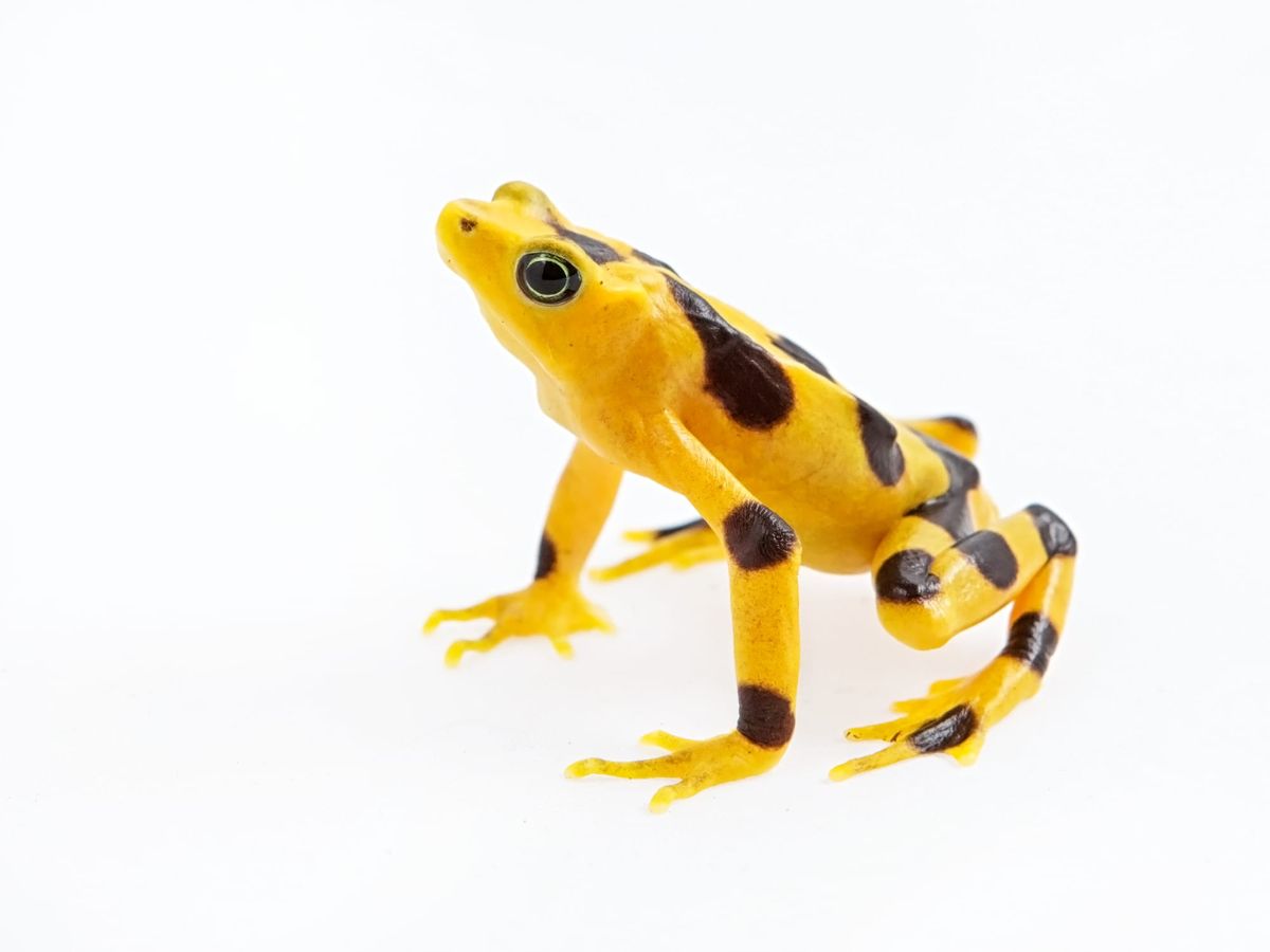 The biggest threat to biodiversity you’ve never heard of