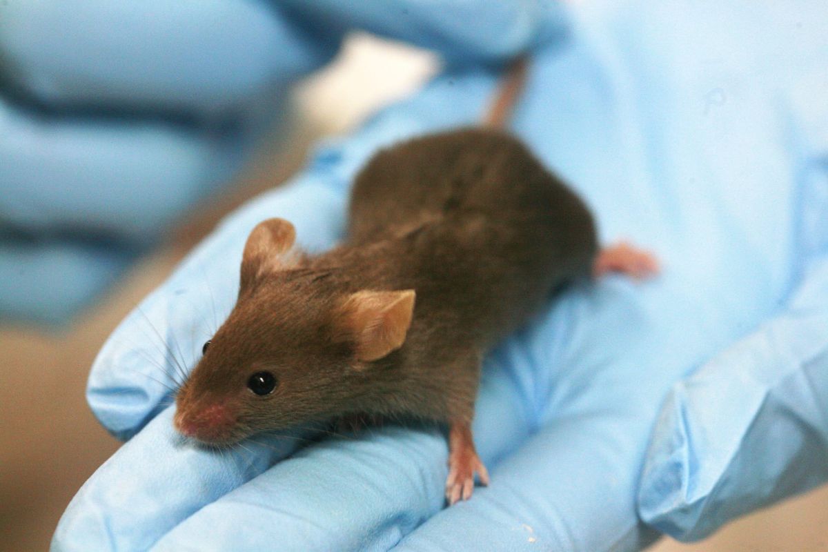 A small brown mouse held on a gloved hand