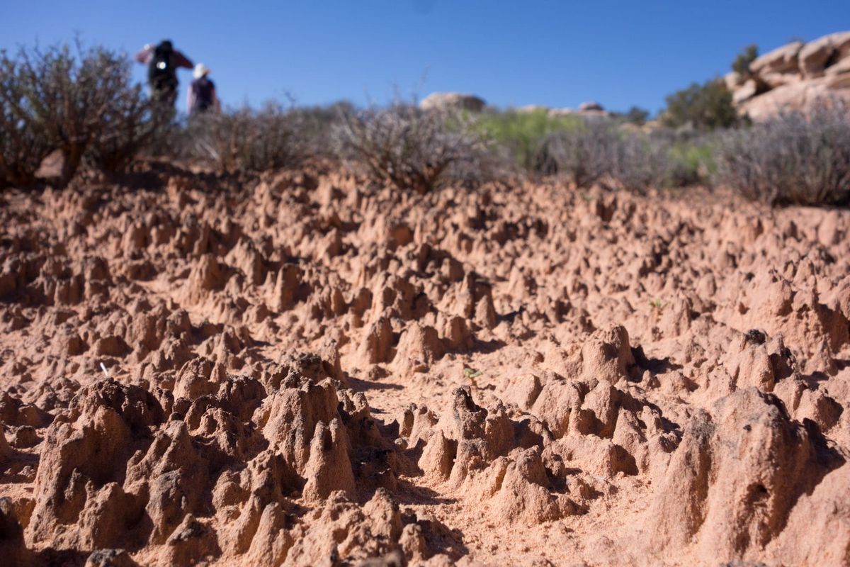 Soil with active bacterial and cyanobacterial communities, erupting from the soil in small protrusions.