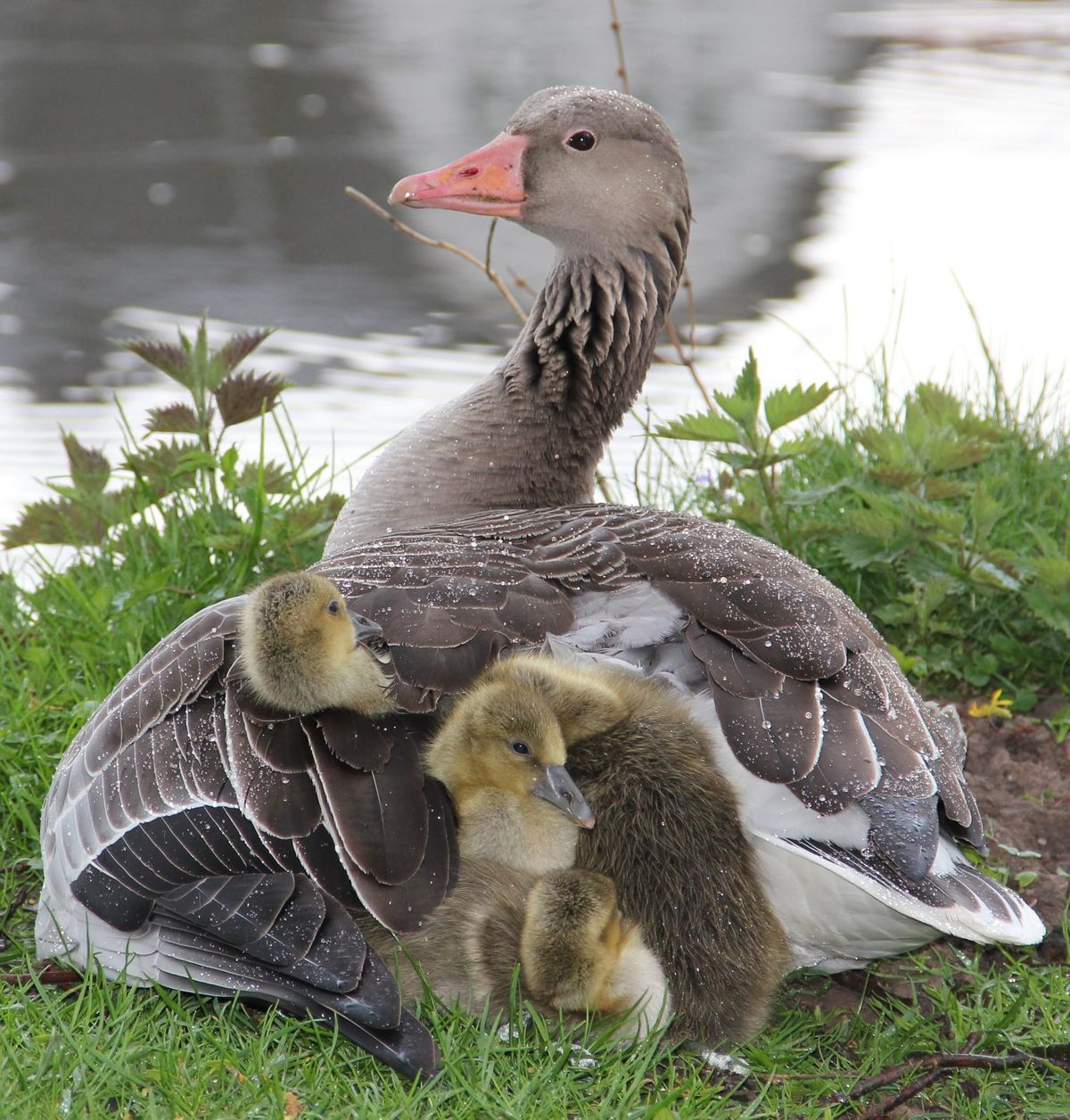 A gray duck sitting by the water and her four duckling nestled among her plumage. 