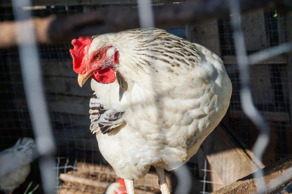 chicken on a farm behind a fence, evoking factory farm