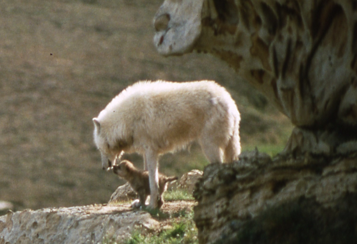 Newsletter Oct. 14, 2025: Wolves, wolves, wolves, and more