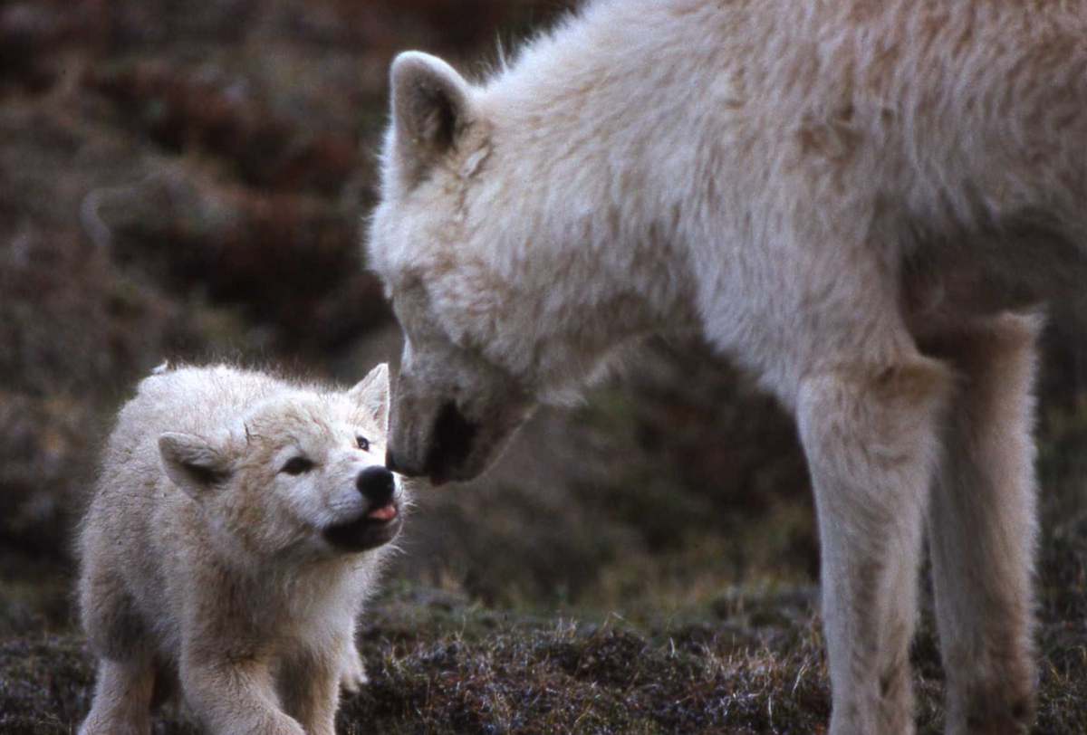 What we learn in the footsteps of wolves