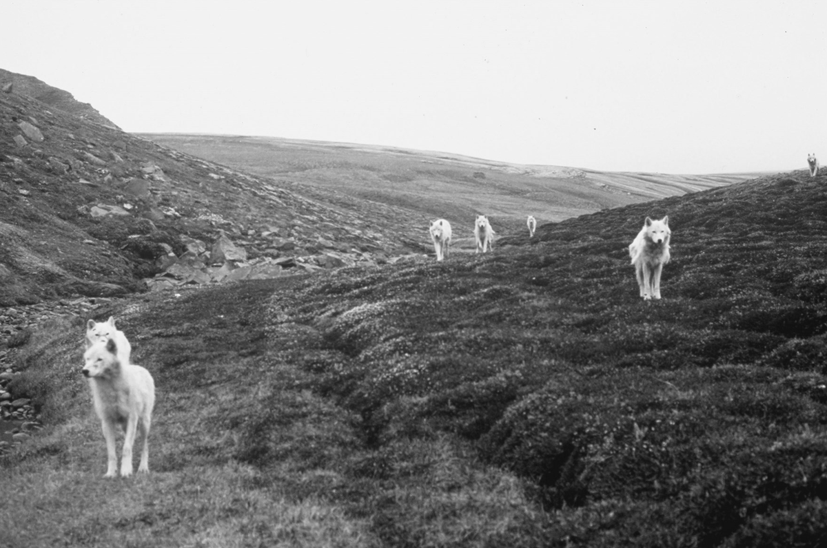 Finding a Wolf Den in the Arctic