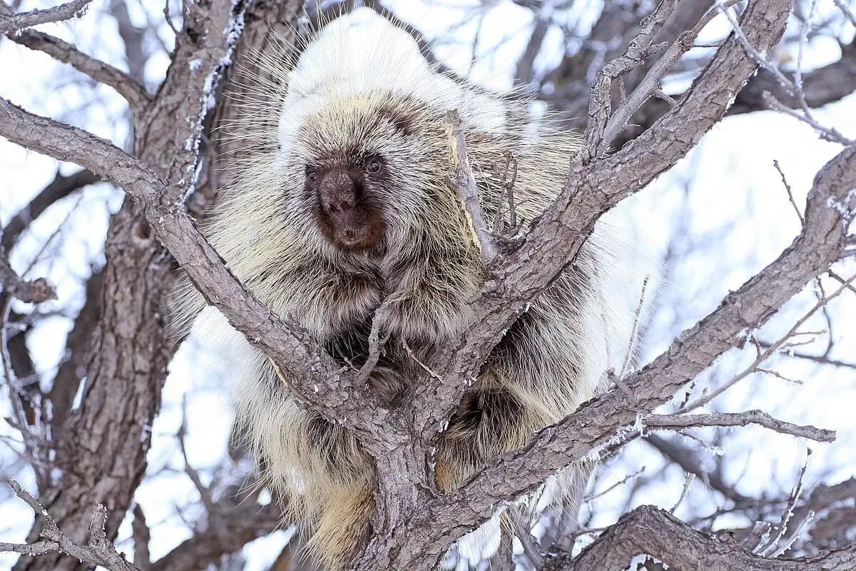 A porcupine in a bare tree that's brushed in frost. 