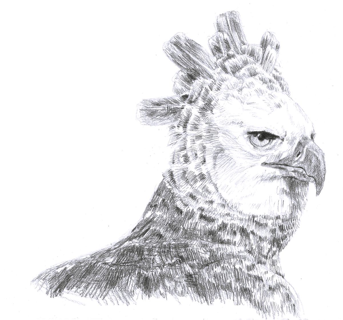 Illustrious creatures, illustrated features 1: Harpy eagle