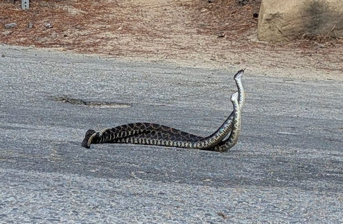 Real snakes, fictional whales, and Greek myths