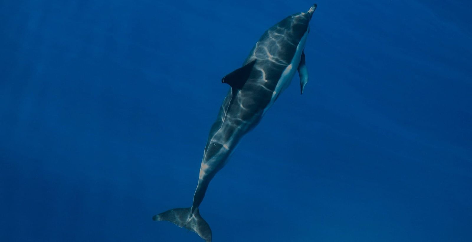 Meet LA’s detective for dead marine mammals