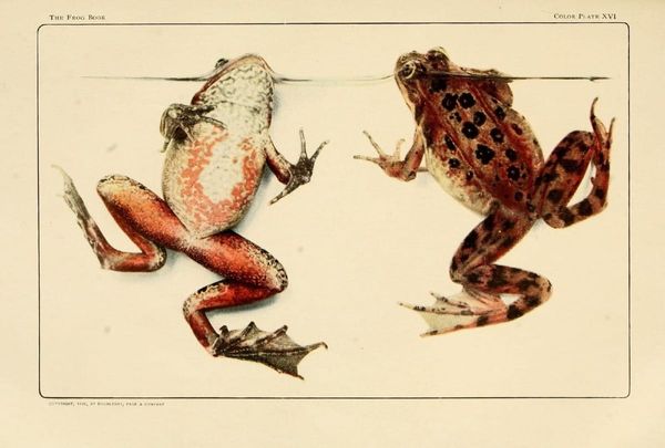 Newsletter May 28, 2024: Unravel your tongues — it’s Frog Week, baby 🐸