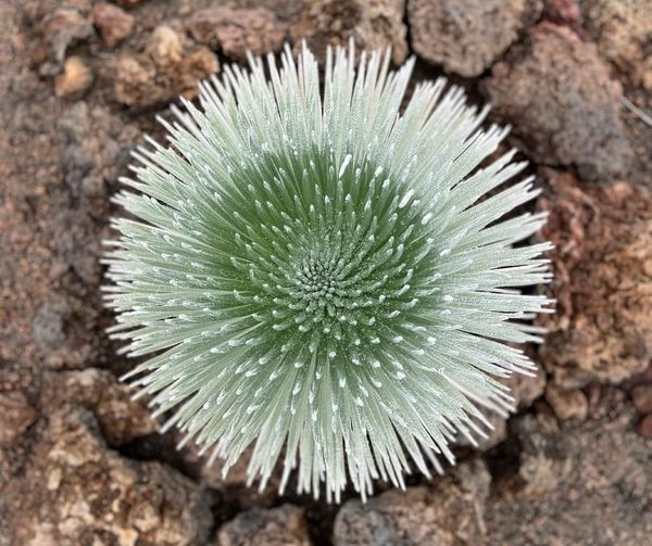 Newsletter May 20, 2024: Blink and you’ll miss these rare plants! Also ... antidepressant saunas?