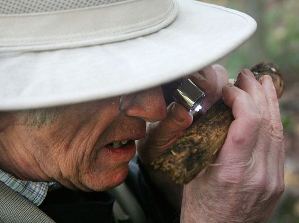A scientist using a loupe to examine fungi growing on a stick