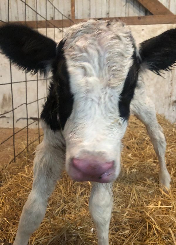 A slightly fuzzy image of a newborn, pink-nosed baby cow.