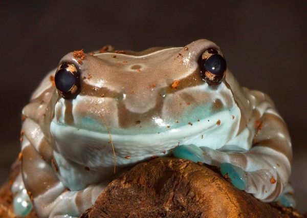 Whatever. Trump’s nominees as frogs.