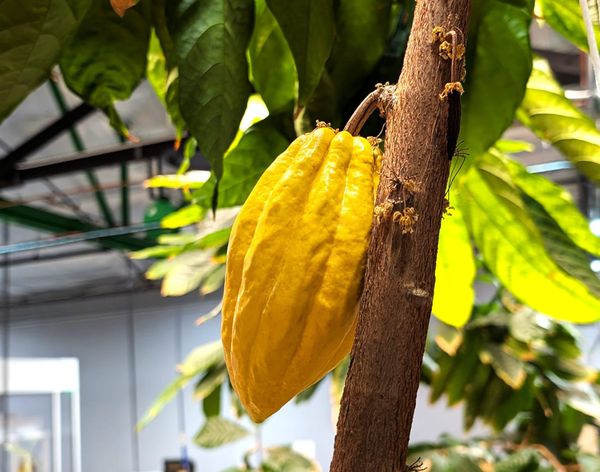 A nearly ripe cacao pod growing in the lab of Blackley and Sefami