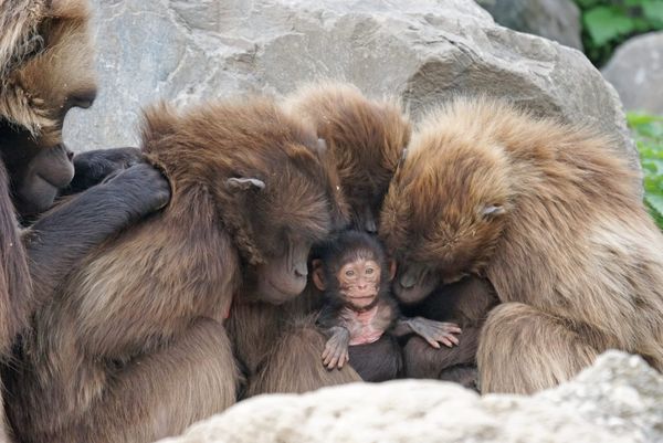 A group of adult monkeys nuzzling one smiling infant. 