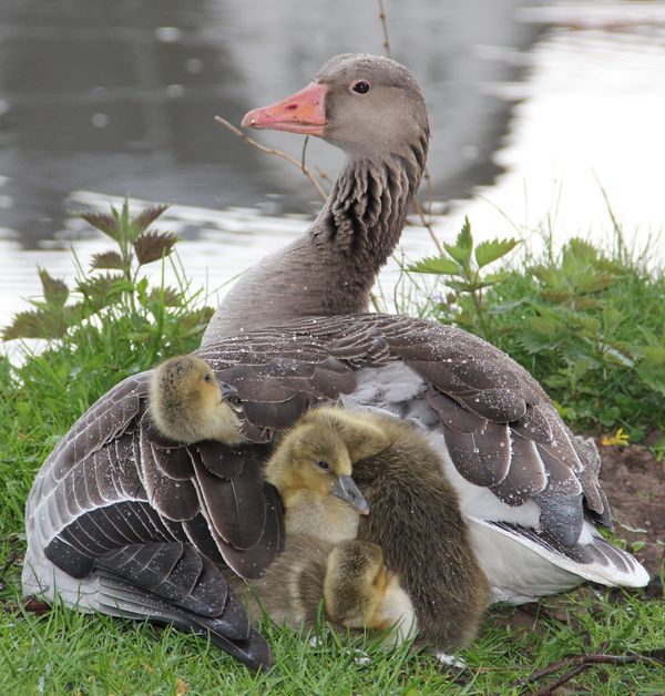 A gray duck sitting by the water and her four duckling nestled among her plumage. 