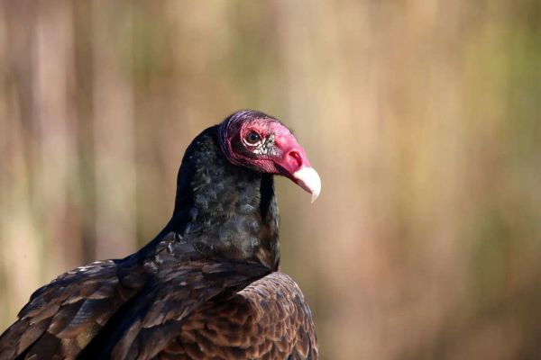 Headshot of a turkey vulture.