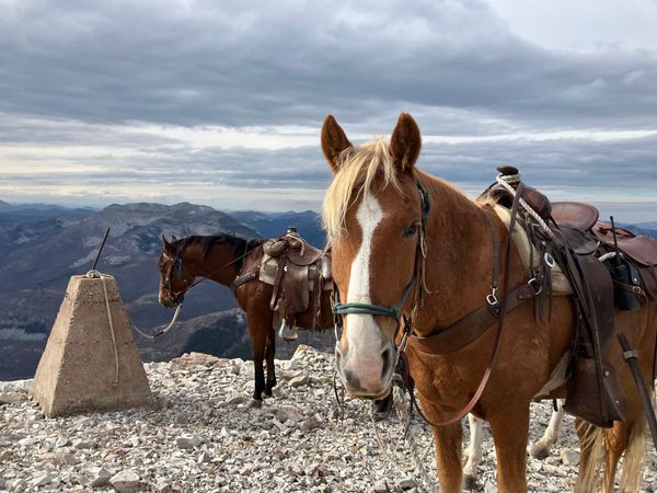 Two horses stand on top of a mountain peak.