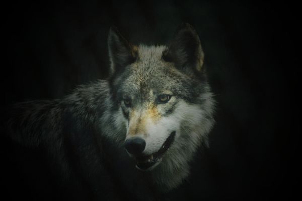 The Eerily Familiar Politics of Europe's Wolves