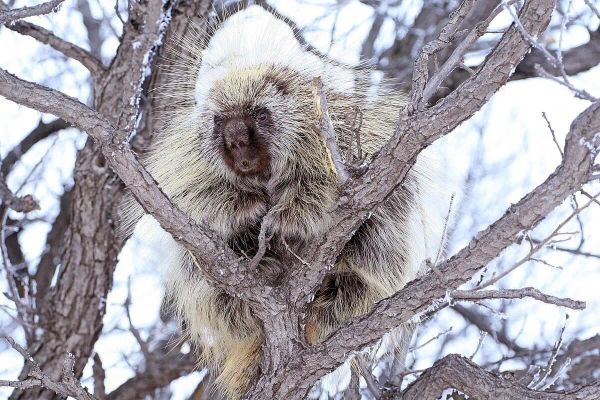 A porcupine in a bare tree that's brushed in frost. 