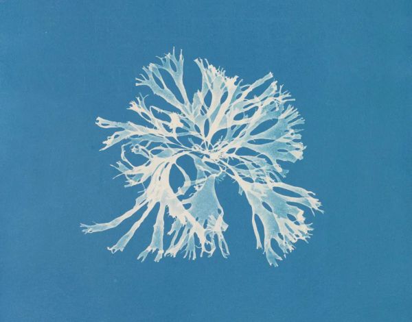 Detail of Rhodomenia sobolifera from Anna Atkins’ Photographs of British Algae, ca. 1843–53