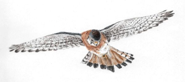 Lessons in illustration