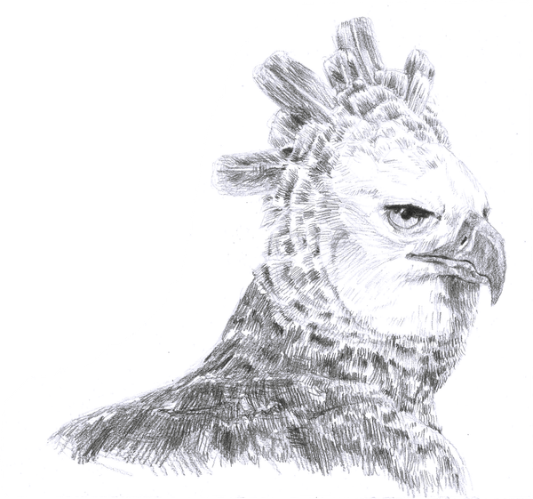 Illustrious creatures, illustrated features 1: Harpy eagle