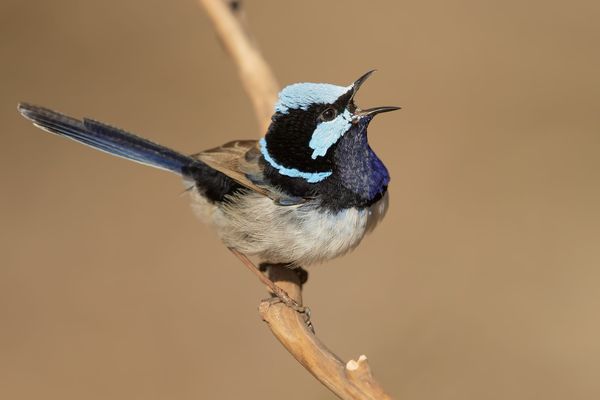 Female songbirds are the glue of their community