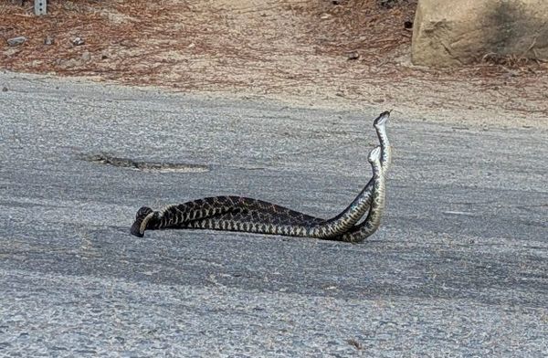 Real snakes, fictional whales, and Greek myths
