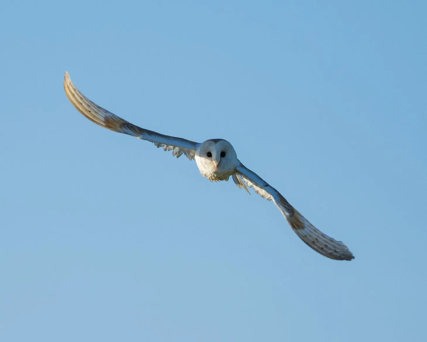 Nature Notes: this week’s nature photography, 7 June 2020