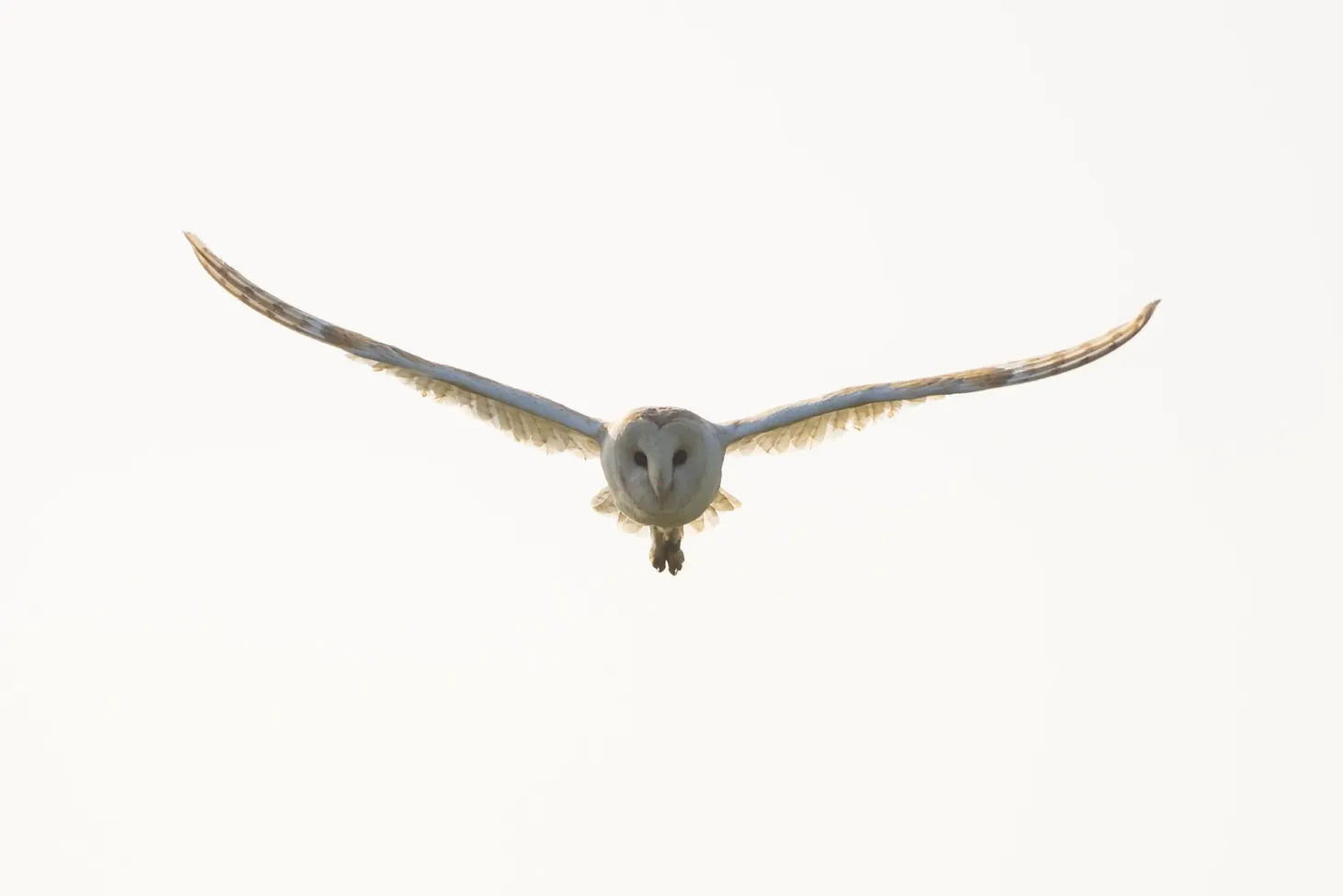 Nature notes: this week’s nature and wildlife photography, 21 June 2020