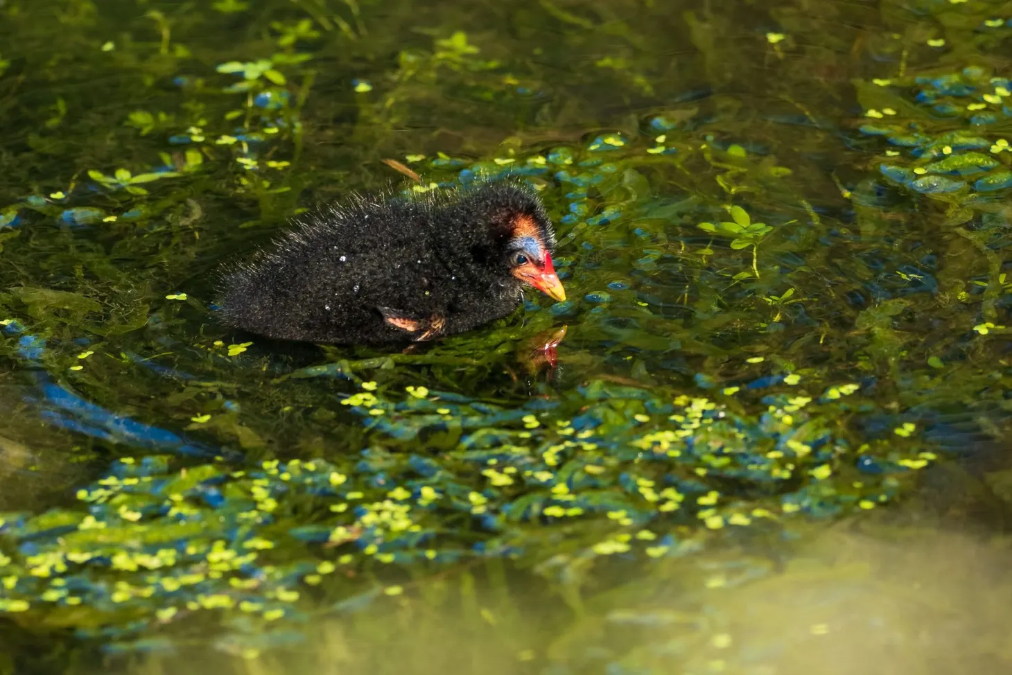 Nature notes: this week’s nature and wildlife photography, 28 June 2020