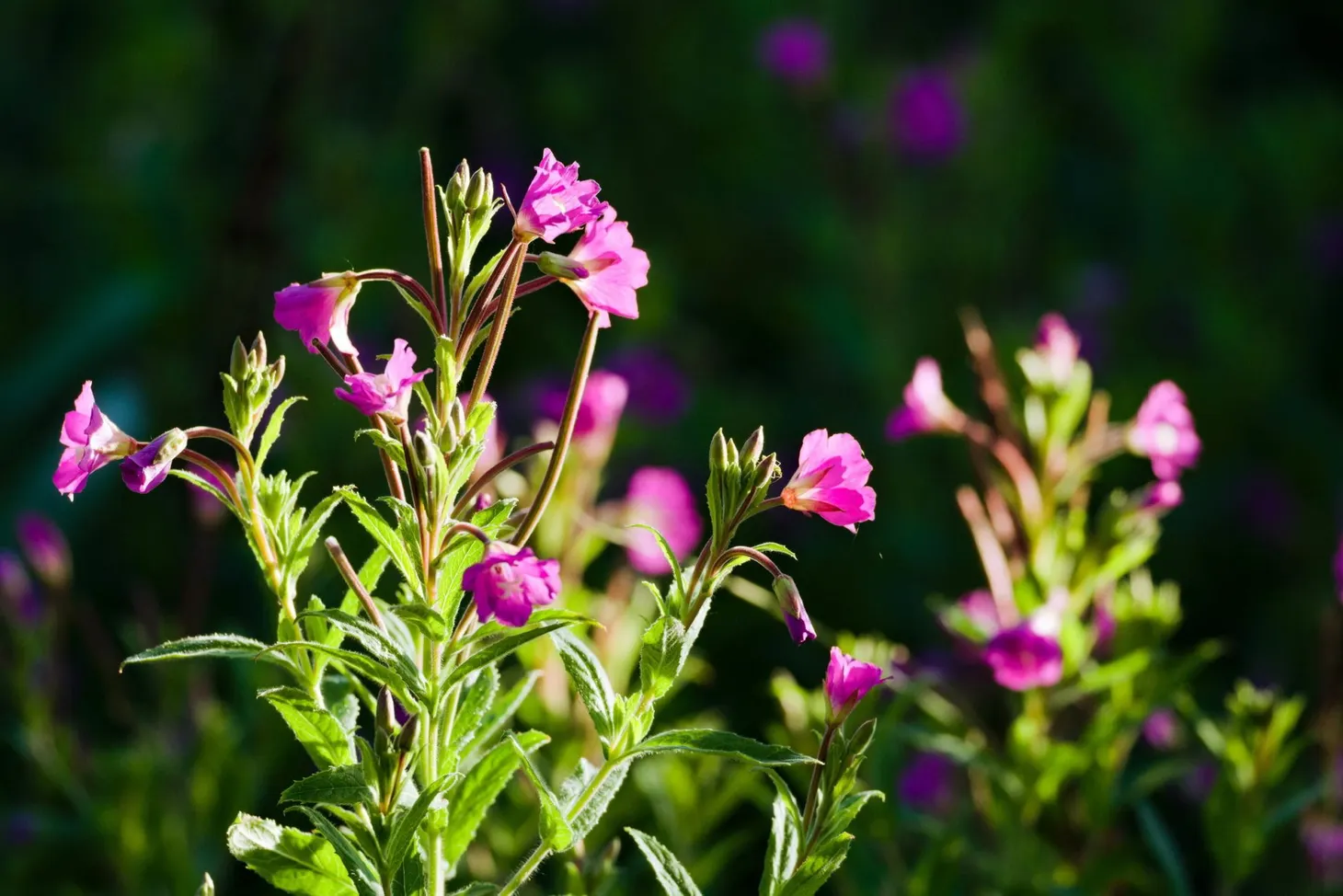 What I’ve been reading this week, 25 July 2020