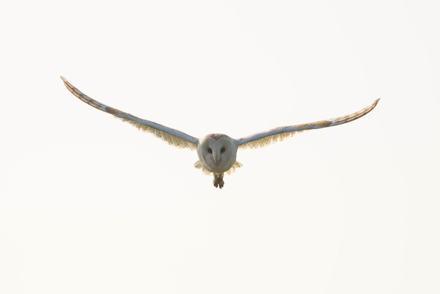 Nature notes: this week’s nature and wildlife photography, 21 June 2020