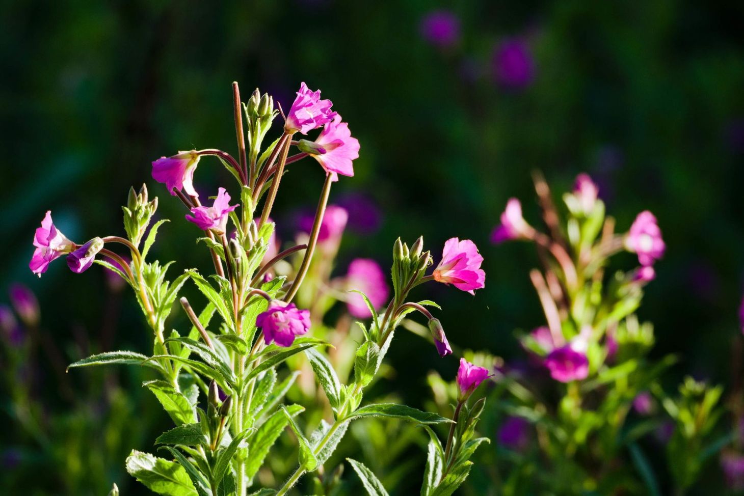 What I’ve been reading this week, 25 July 2020