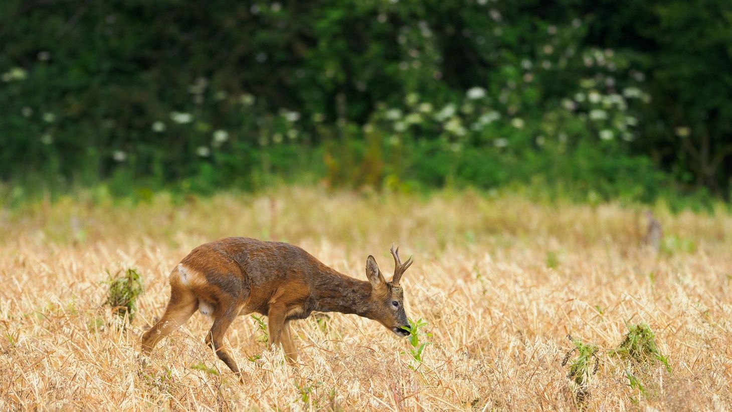 Wildlife photography highlights, June 2021