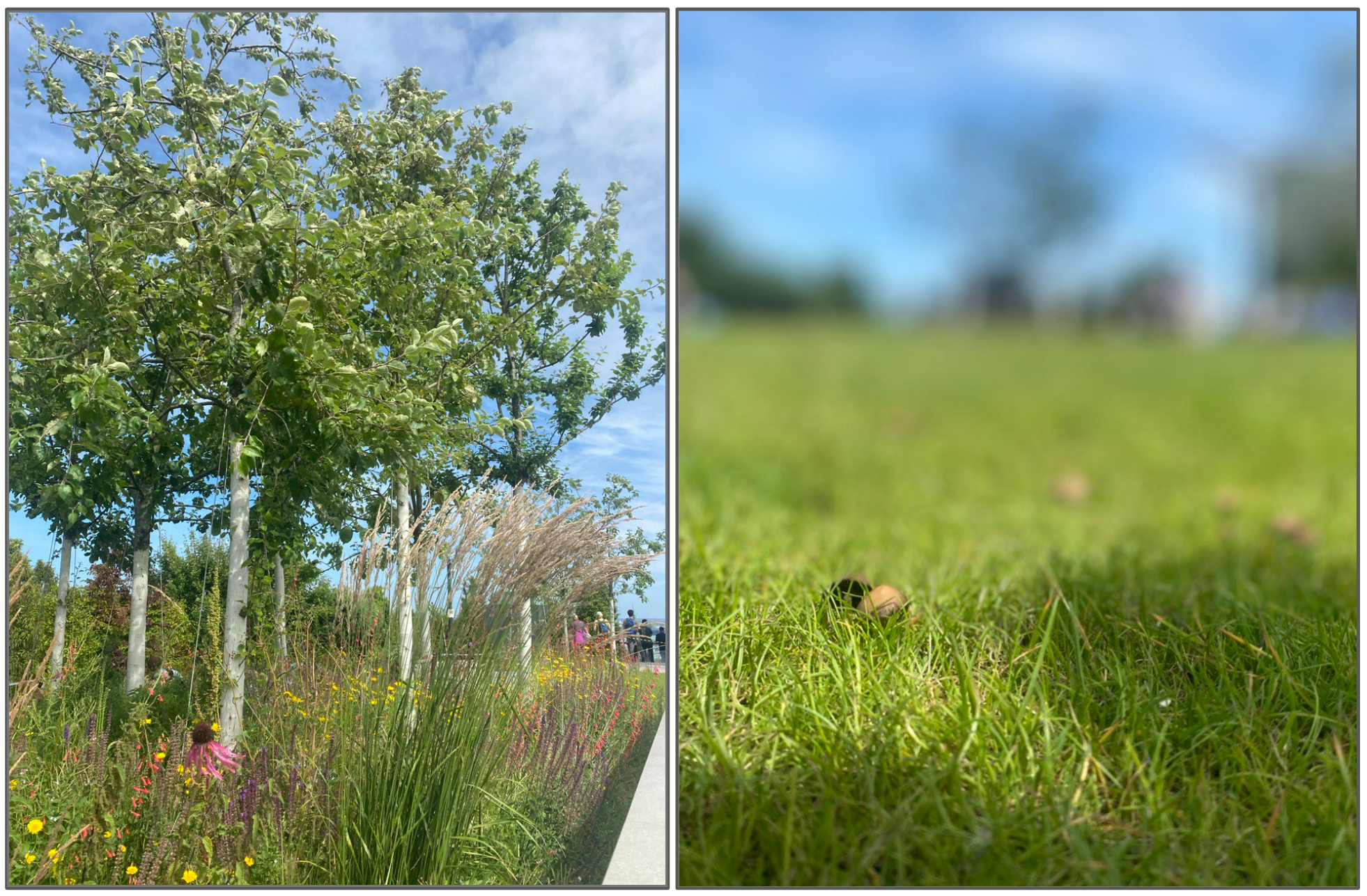 Two images from the green roof of the St. Pauli bunker. Left: a stand of apple tree saplings surrounded by flowers. Right: tiny mushrooms in the grass.
