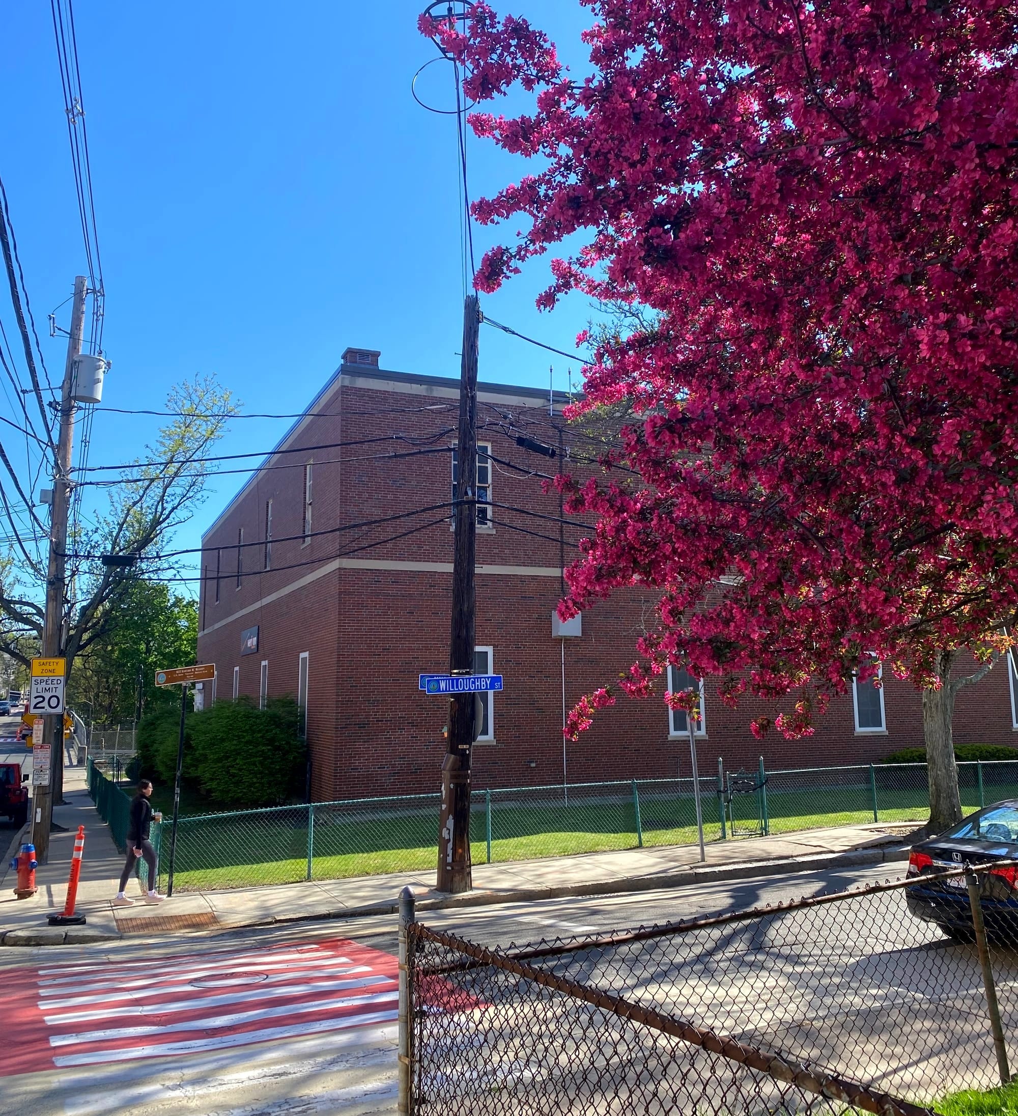 Foreground/upper right: tree with bright red-pink flowers. Middle/left: red-and-white striped crosswalk. Background: Two-story brick building.